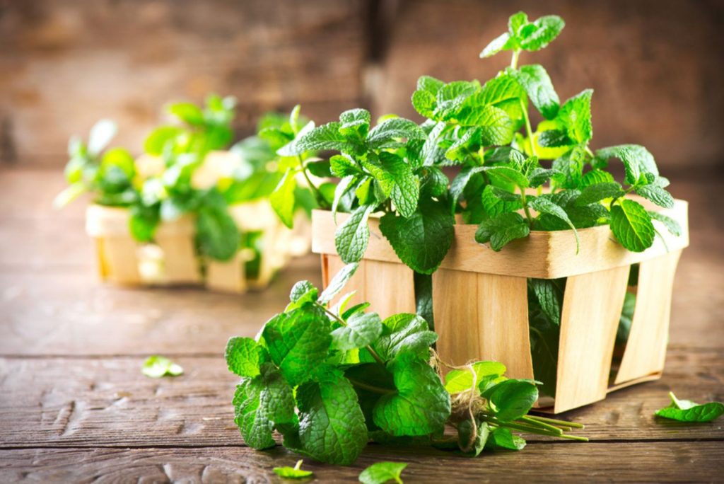 Fresh green organic mint leaf on wooden table