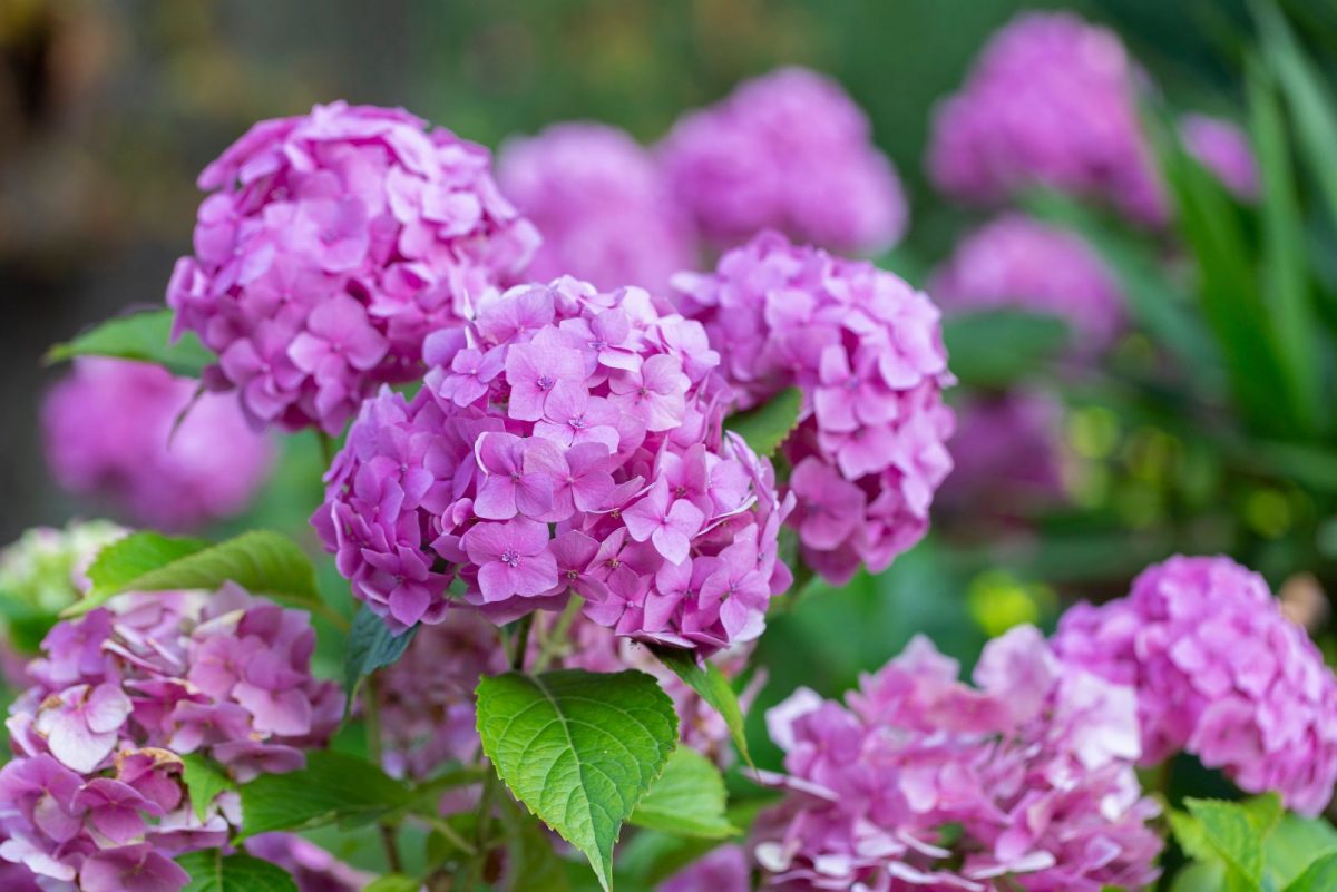How To Change Hydrangea Colors For A Flower Display