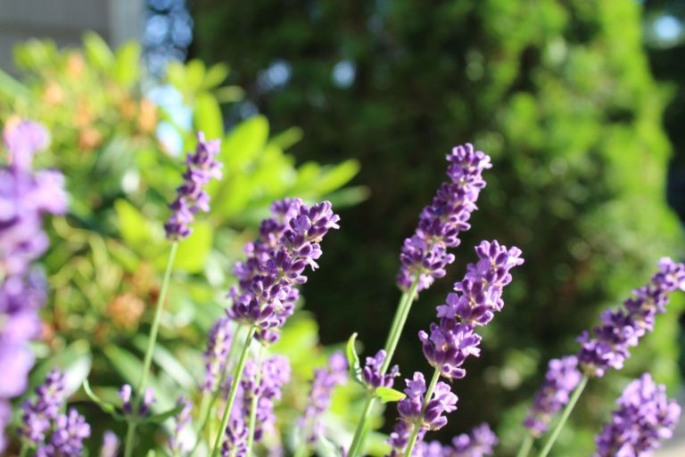 lavender in sun