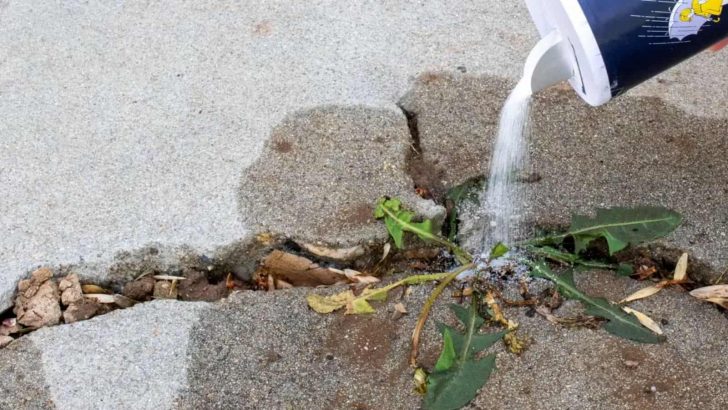 Is Using Salt To Kill Weeds A Good Idea?