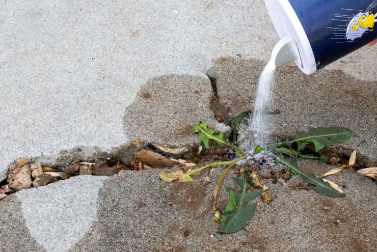 a woman pours salt on the weeds