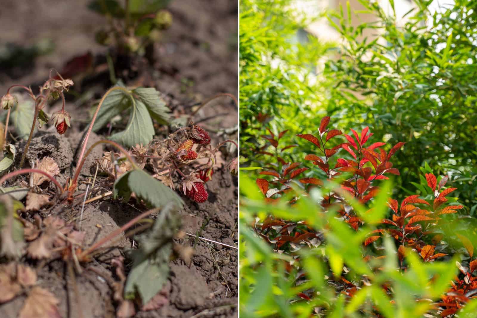Jaw-dropping Before & After Photos Of Enchanting Biodiverse Gardens