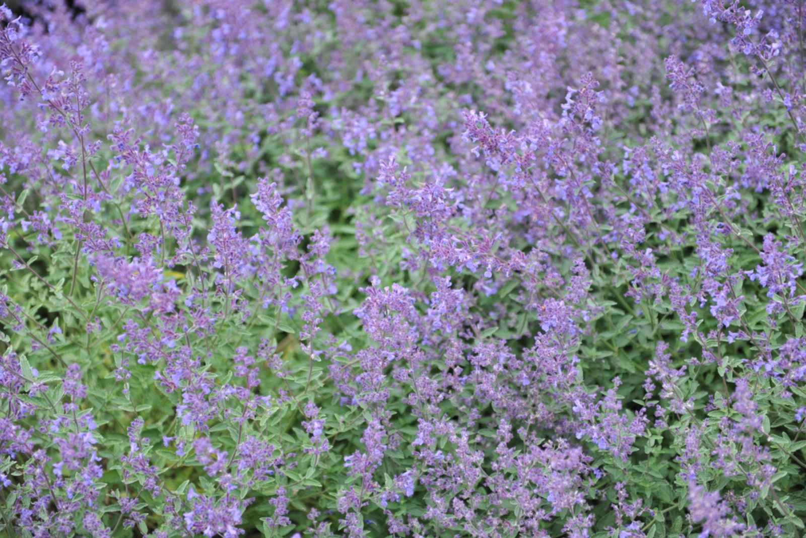 Junior Walker flowers catmint