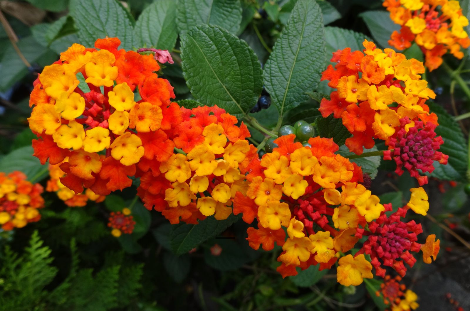 Lantanas