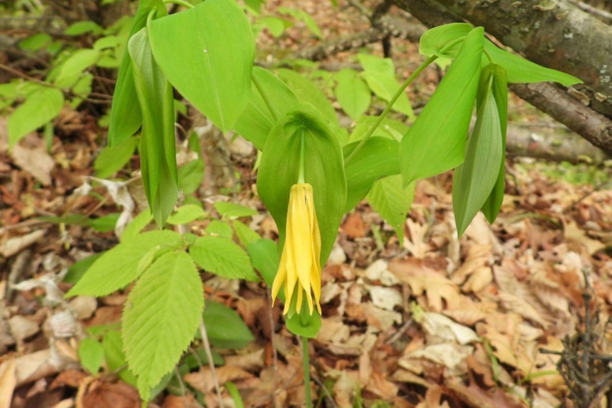 22 Native Plants That Flourish In Shade