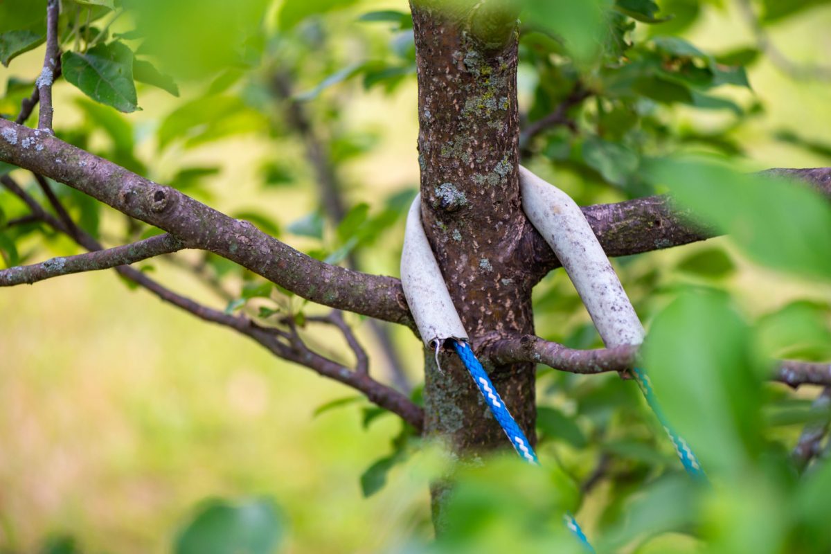 Discover How To Straighten A Leaning Tree In Your Yard