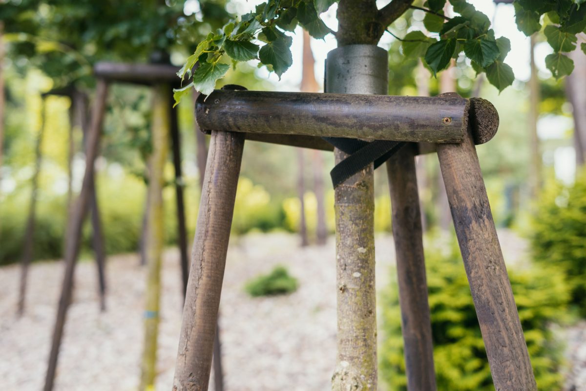 Discover How To Straighten A Leaning Tree In Your Yard