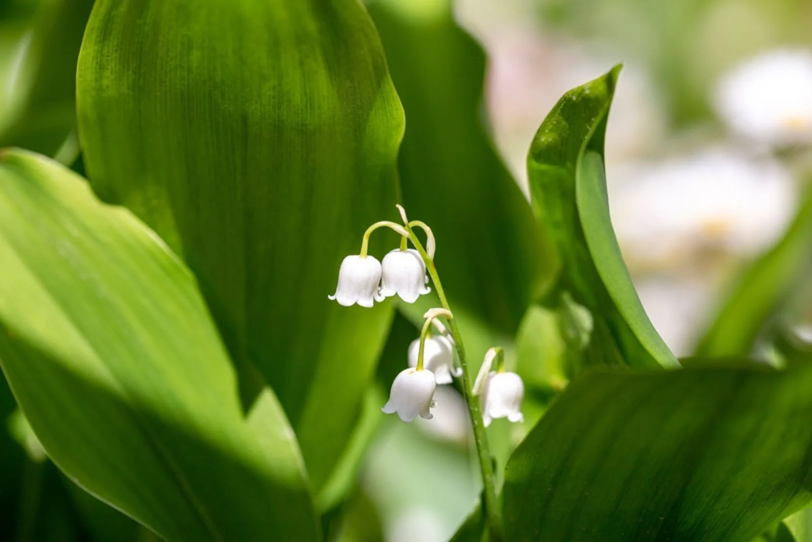 14 Old-Fashioned Flowers For A Spectacular Garden Display