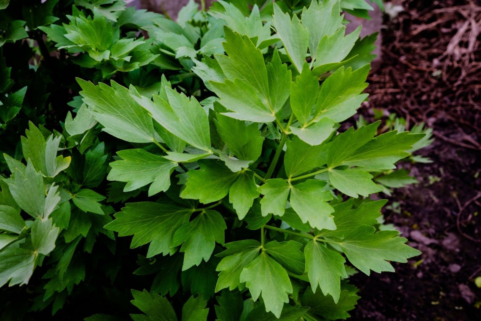 Lovage plant