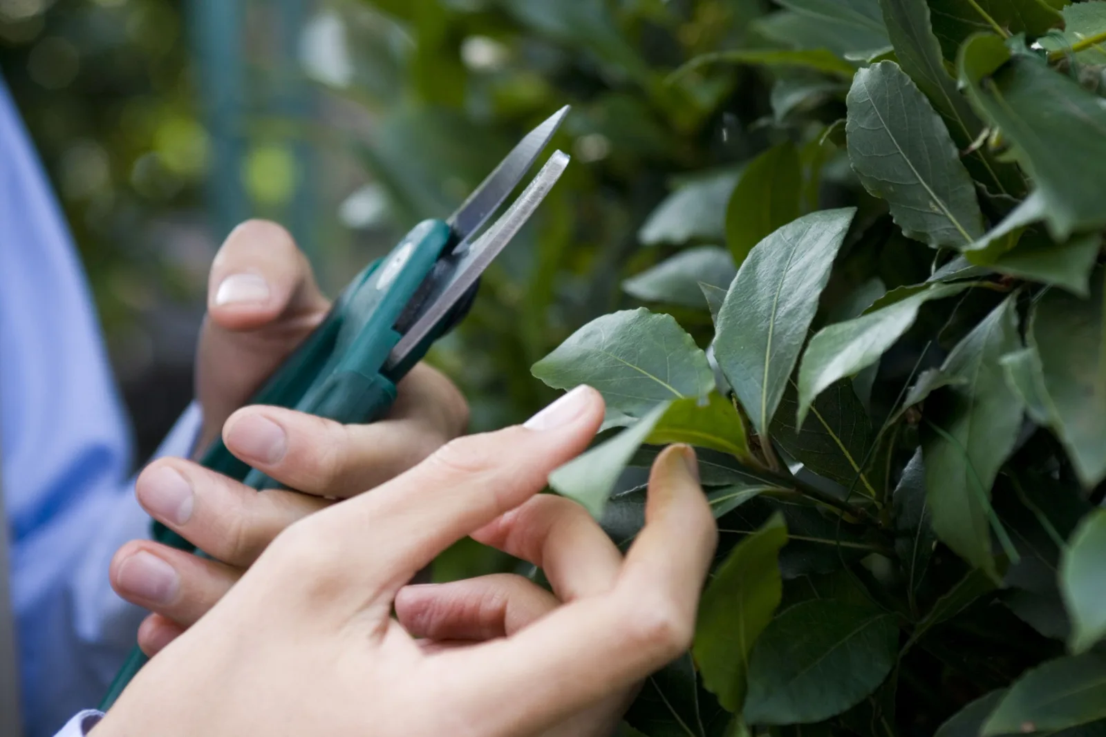 How To Grow A Bay Tree & 5 Best Bay Leaf Uses