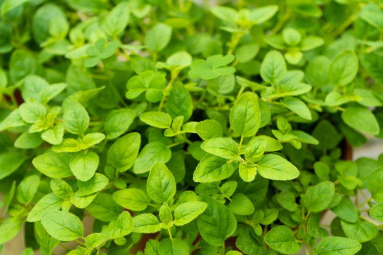 9 Drought Tolerant Herbs That Grow In The Driest Environments