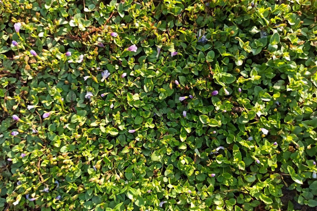 Don’t Stay Off The Lawn, Grow These 11 Walkable Ground Cover Plants Instead
