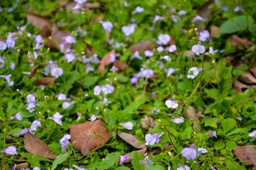 15 Grass Alternatives For Low-Maintenance Yards