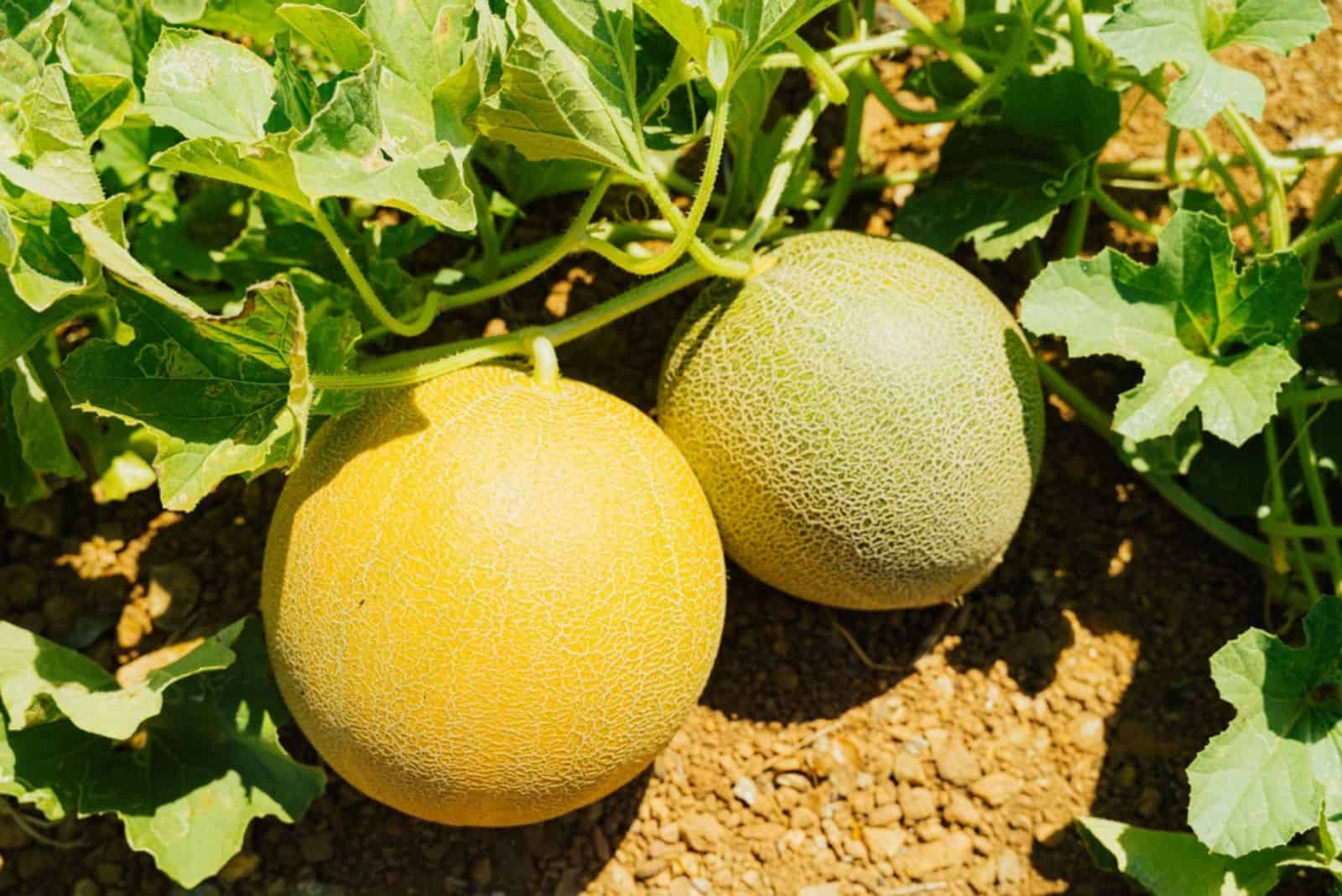 Melons in garden