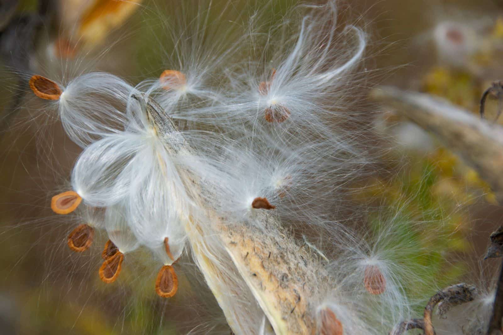 Milkweed seed pod bursting with seeds