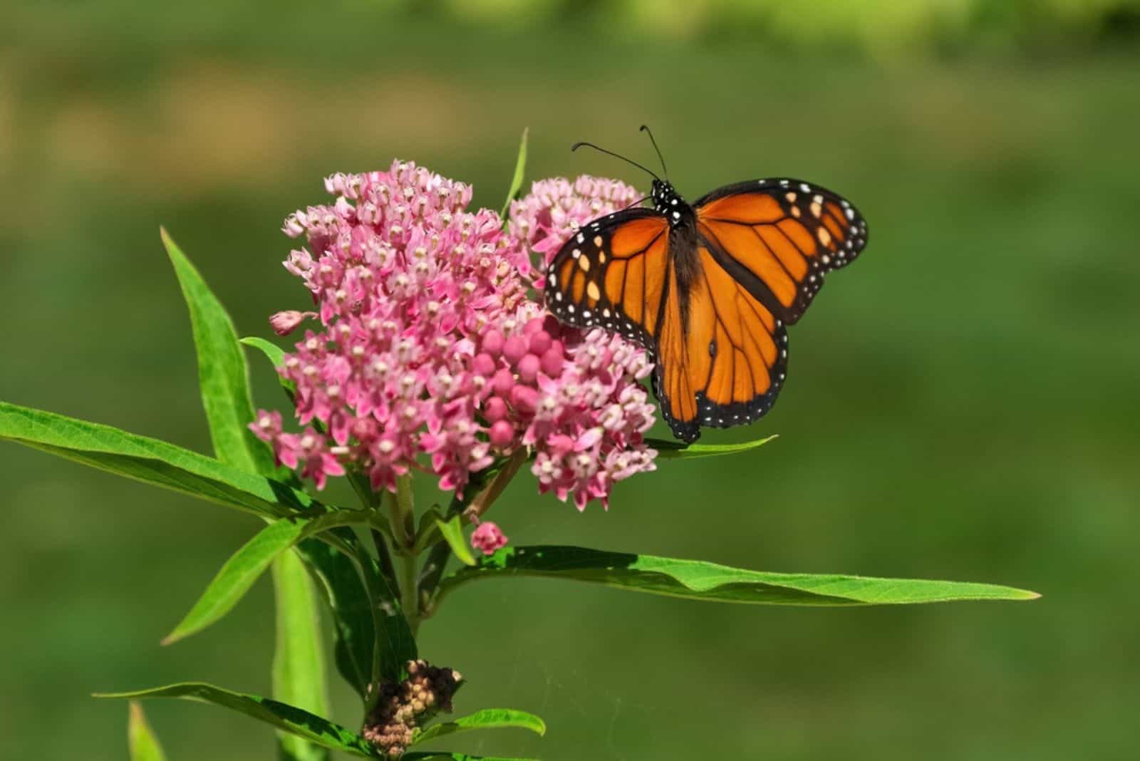 Monarch Butterfly Spreading its Wings on a Pink Swamp Milkweed Flower