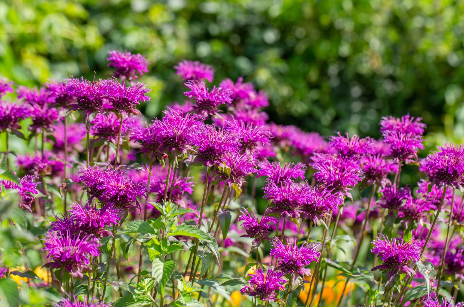 Monarda Didyma