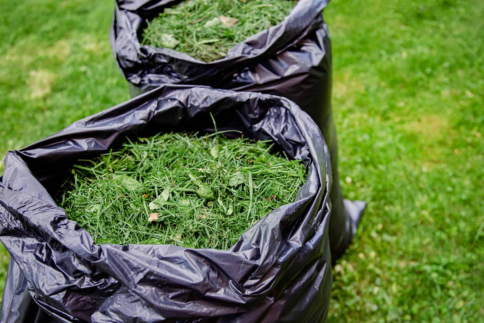 Mowing a household garden lawn with black bag of grass clippings.