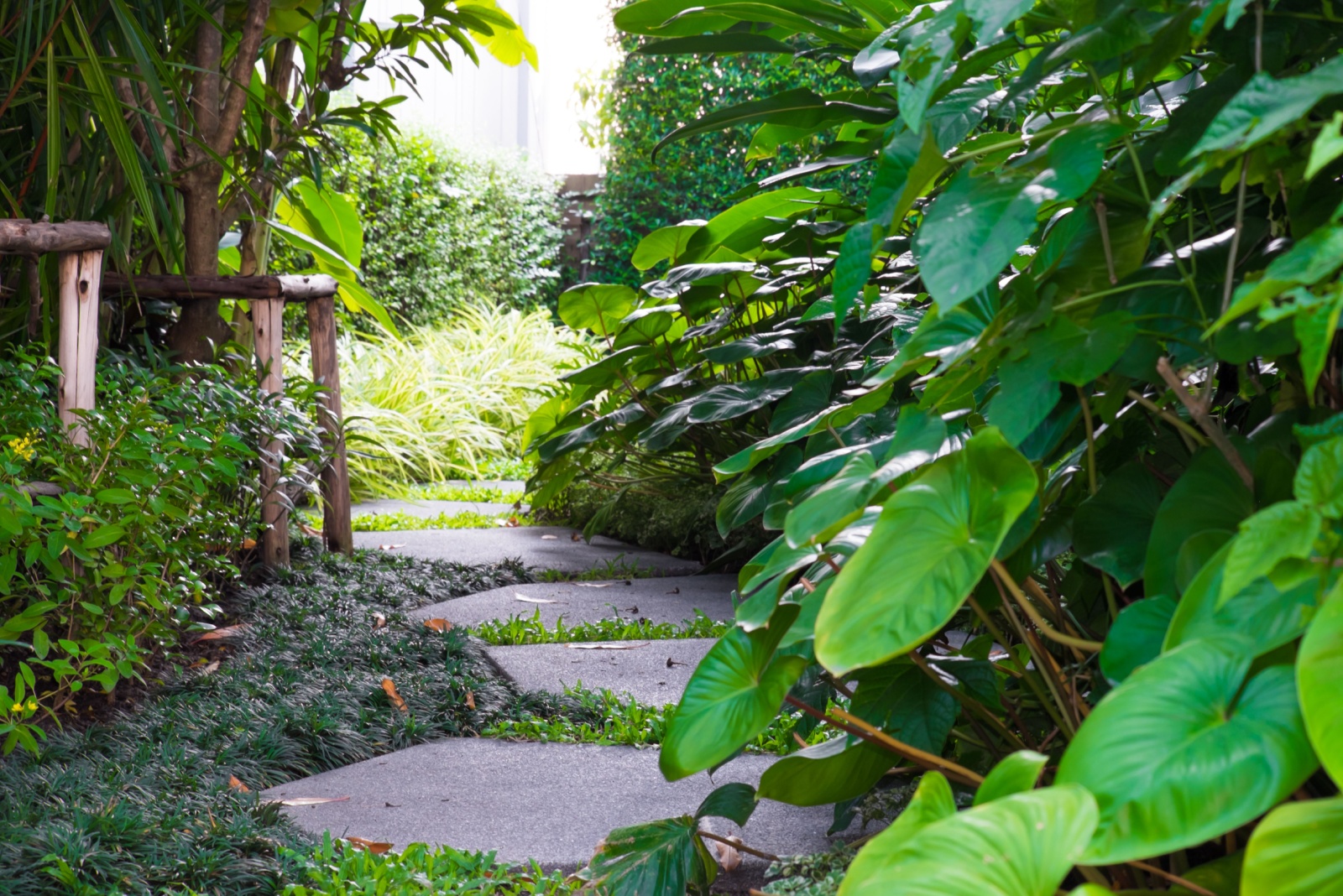 Narrow Backyard Path