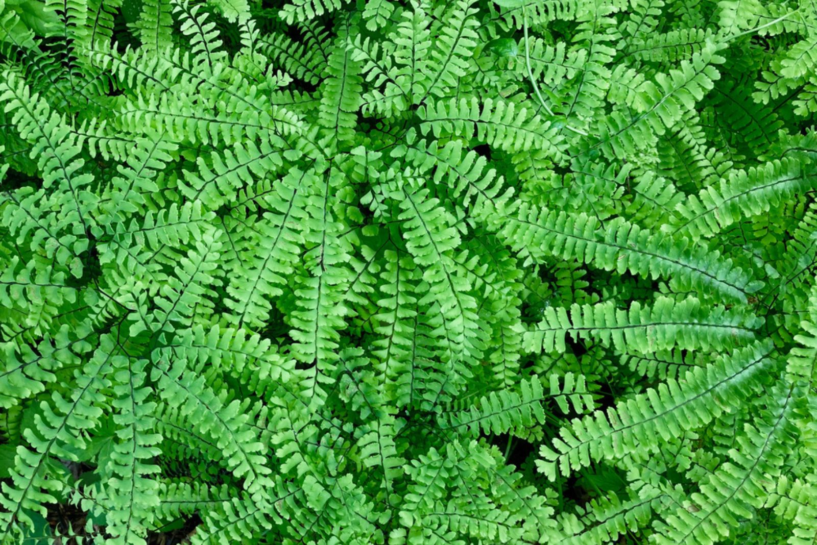 Northern Maidenhair Fern