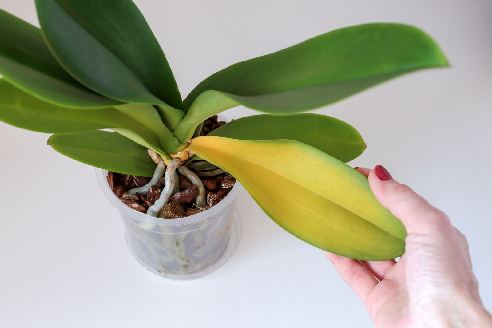 Orchid leaves turn yellow due to improper care