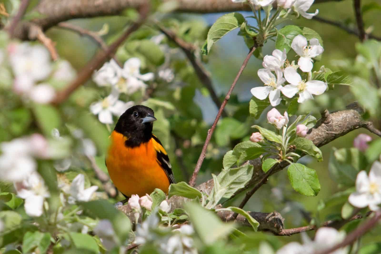 Oriole sitting amongst the vibrant spring blooms