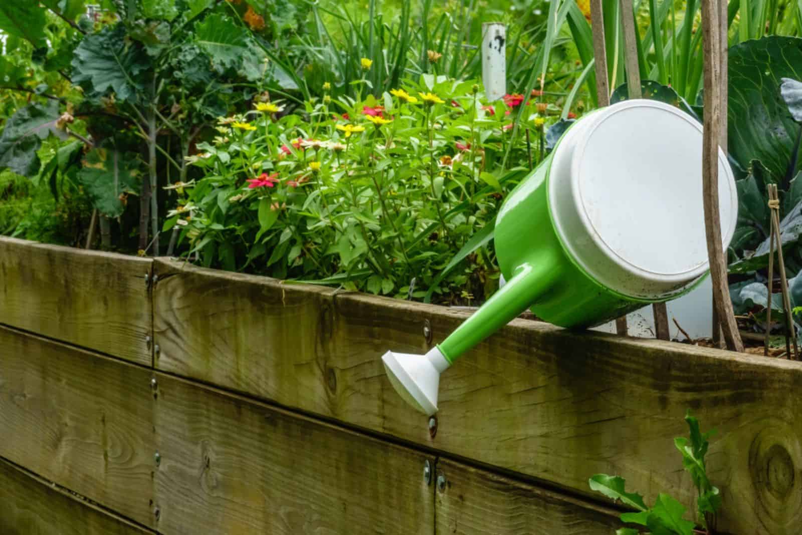 Overturned green and white plastic watering can on top edge of raised garden bed in summer