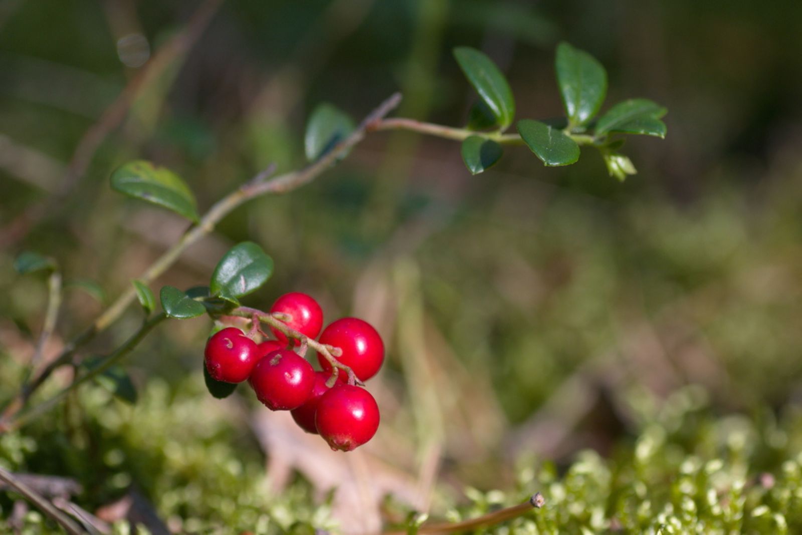 Partridge Berry