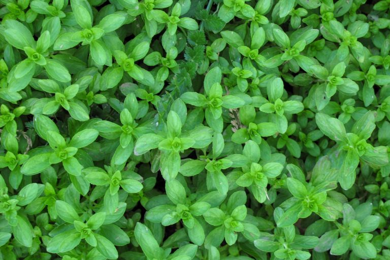 Don’t Stay Off The Lawn, Grow These 11 Walkable Ground Cover Plants Instead