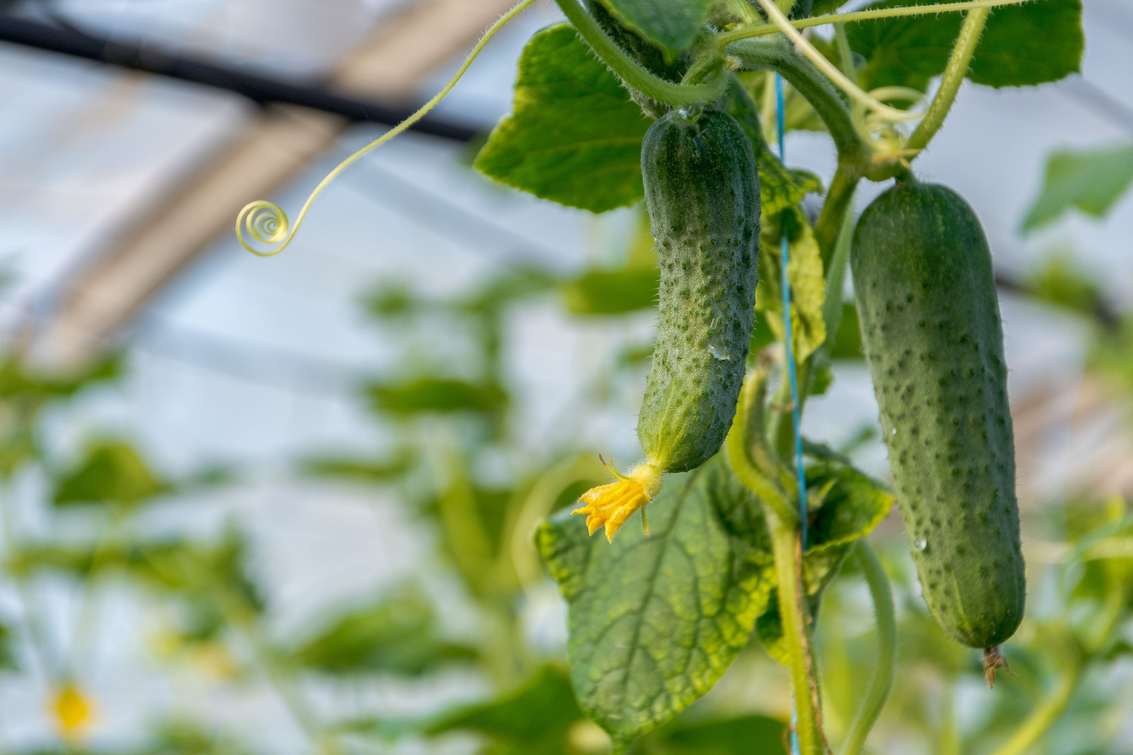 Photo of cucumbers in greenhouse