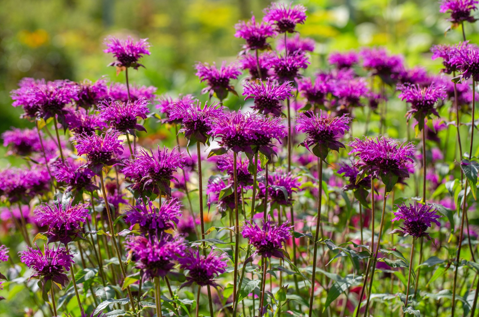 Pink Bee Balm