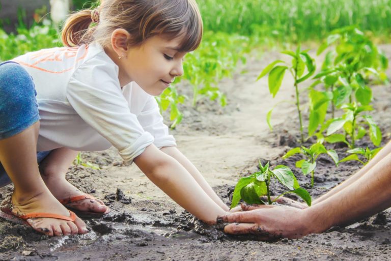 A child plants a plant in the garden