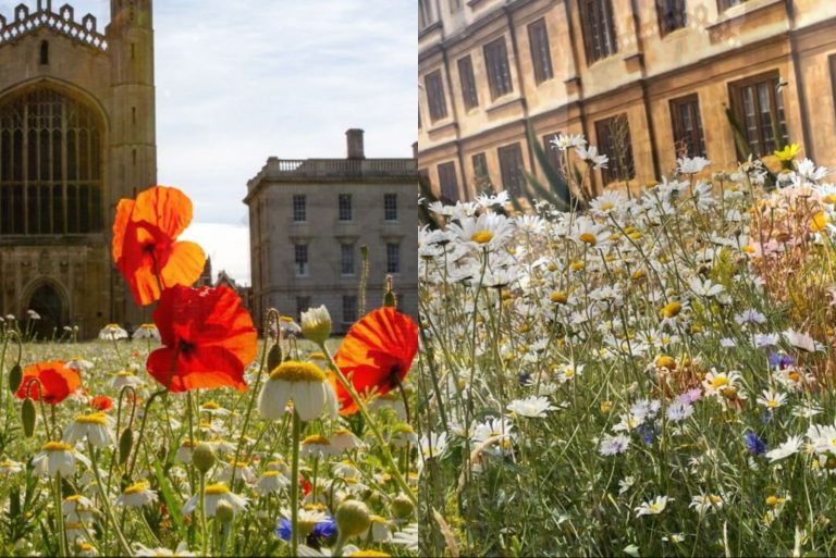 wild flowers in the lawn