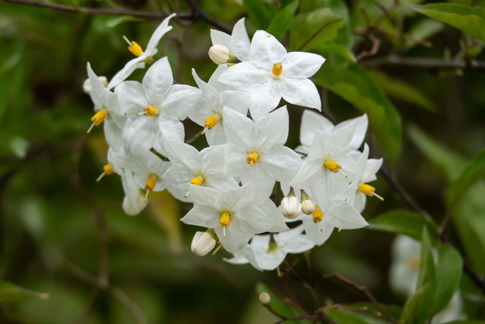 Potato Vine