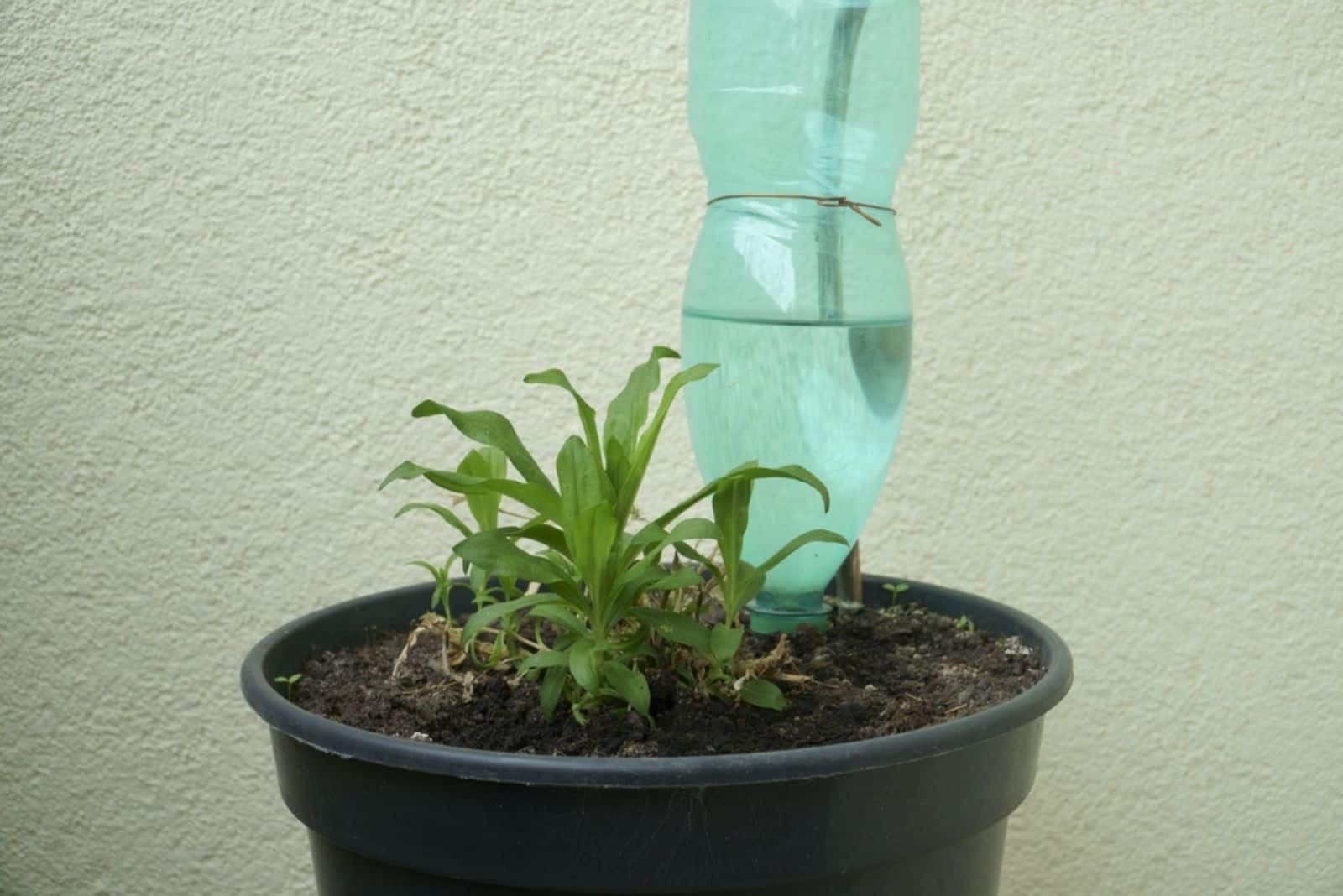 Potted plants watering system using a PET bottle