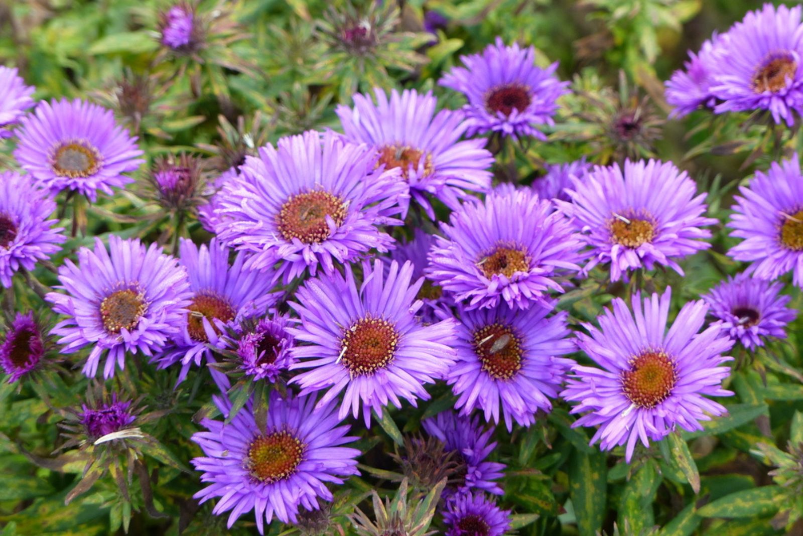 Purple Dome flowers