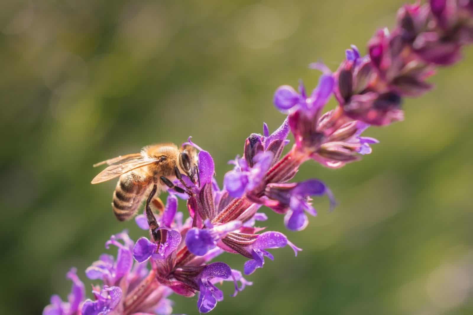 Purple Salvia flowers with a bee on them 