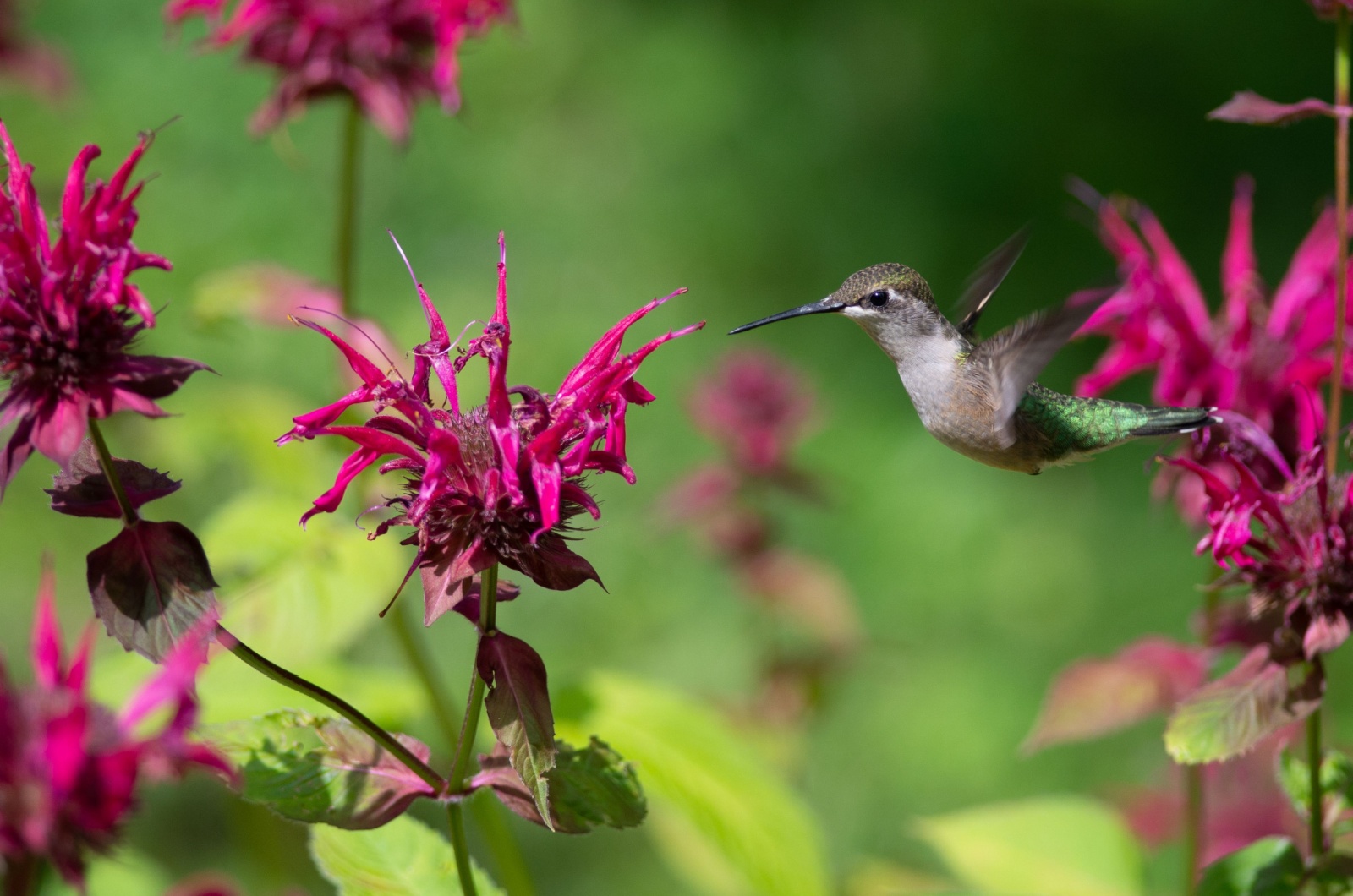 Red Bee Balm and Hummingbird