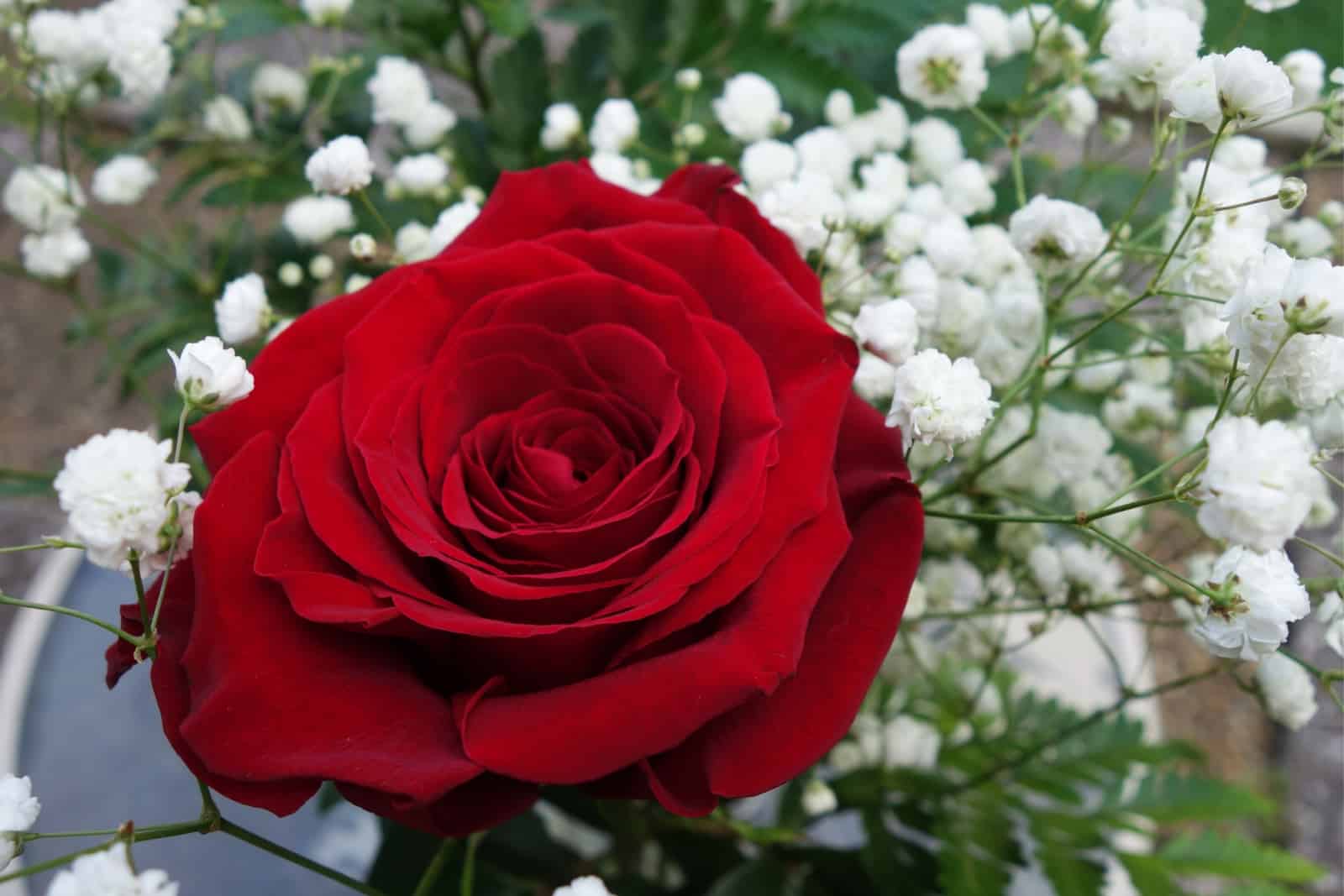 Red Rose and Baby's Breath