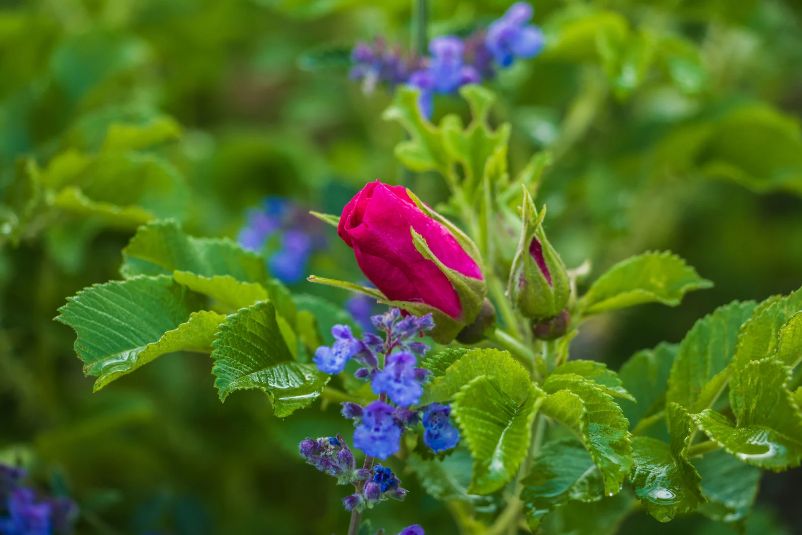 Red rosehip or dog-rose and lavender catmint flowers in garden