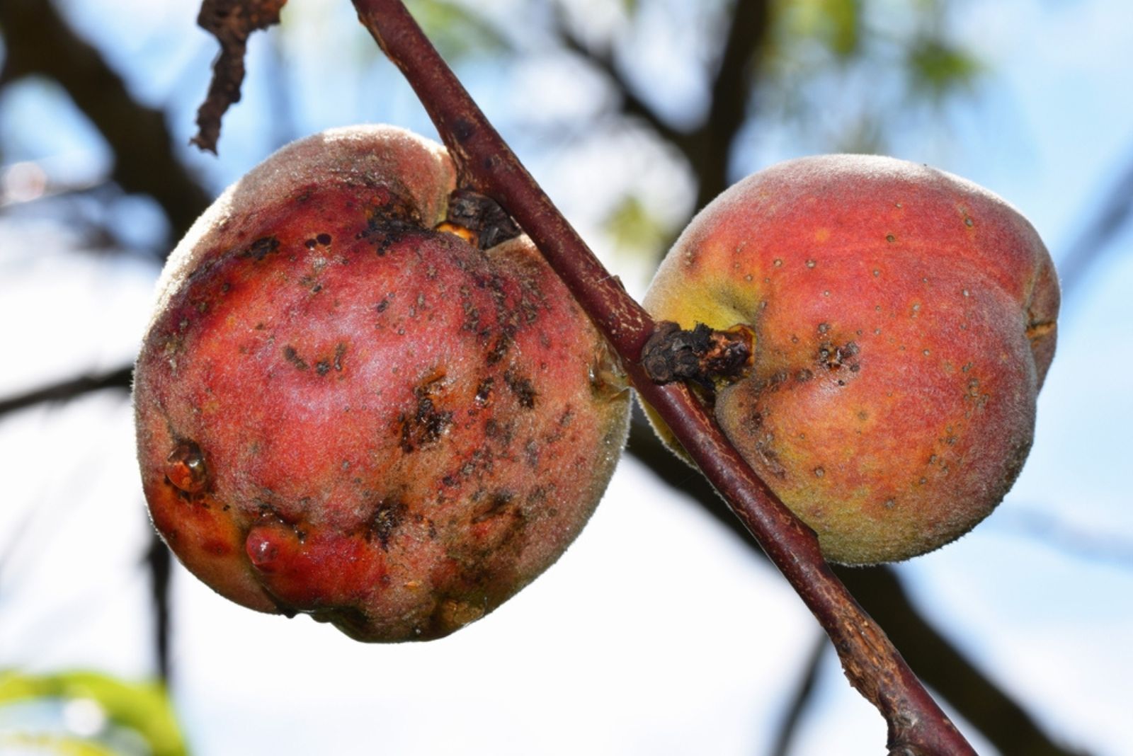 Ripening peaches on a tree