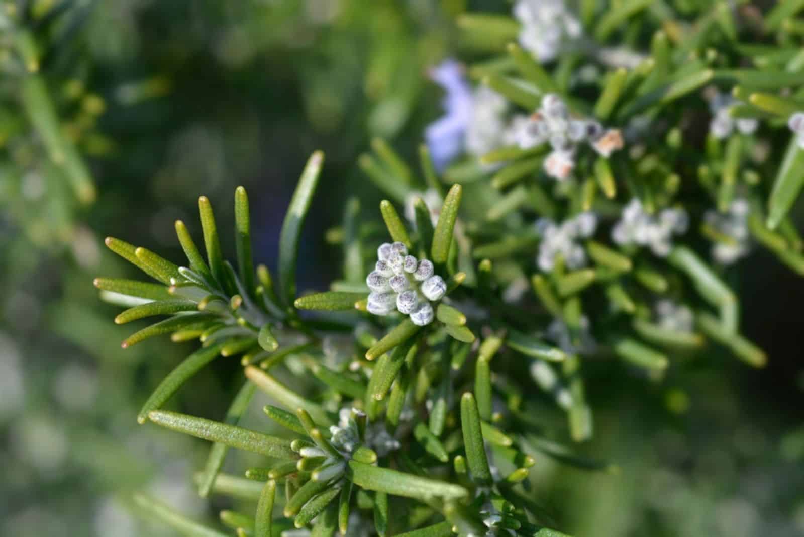 Rosemary flowers