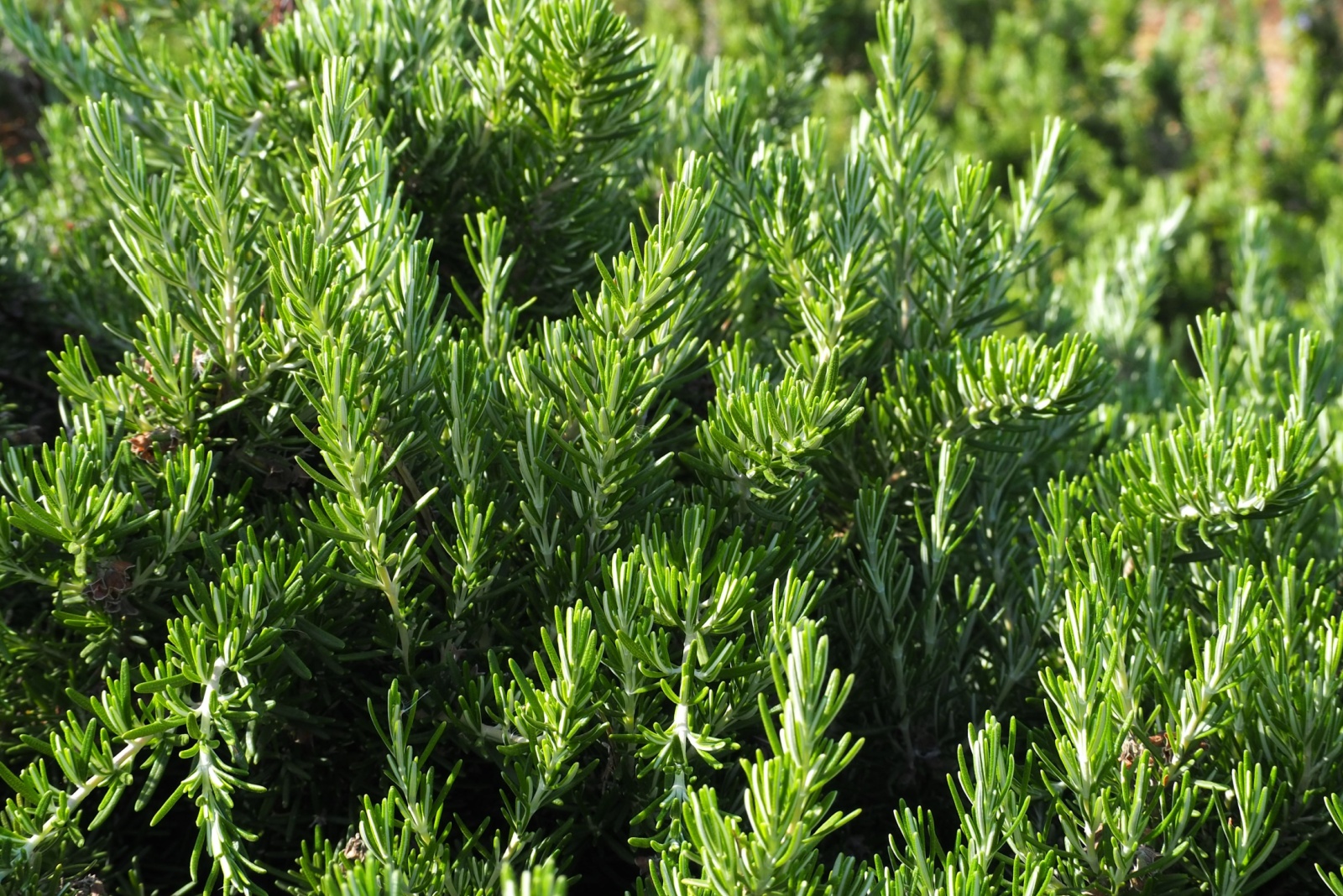 Rosemary in garden