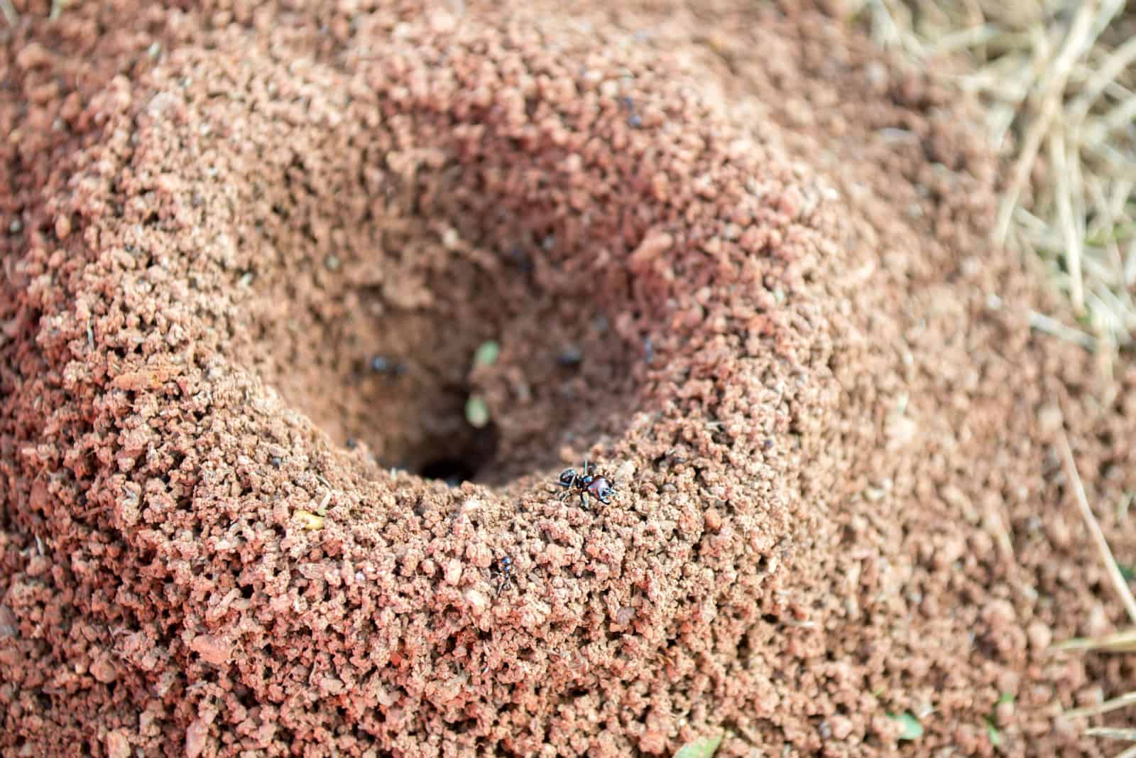 Sand anthill in the desert