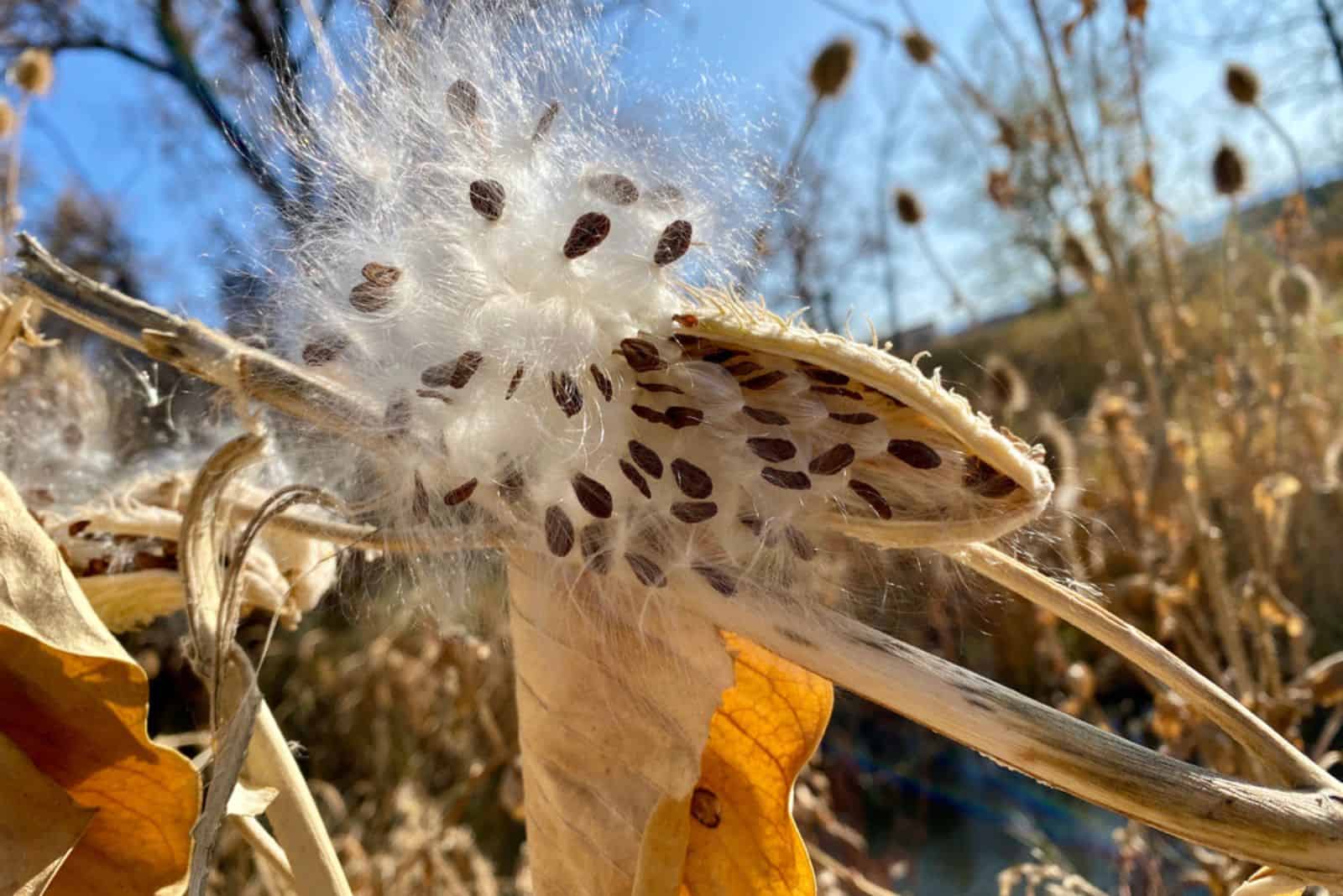 millkweed seeds on a pod
