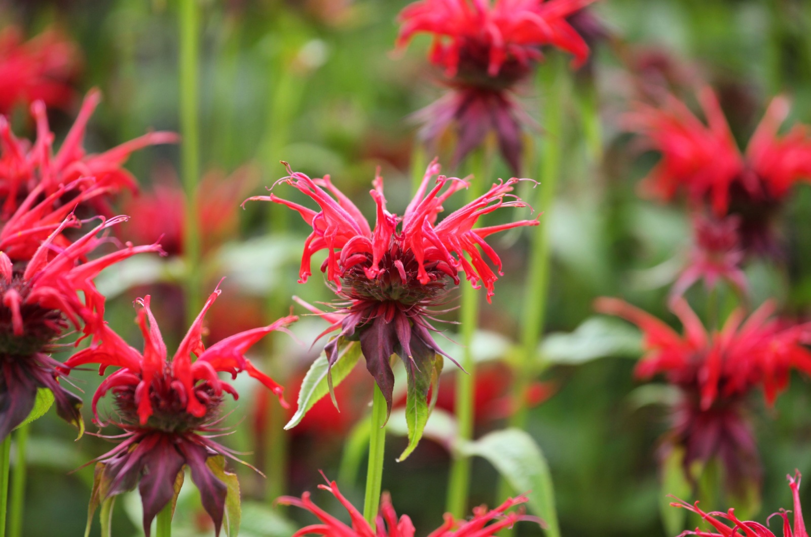 Scarlet Bee Balm