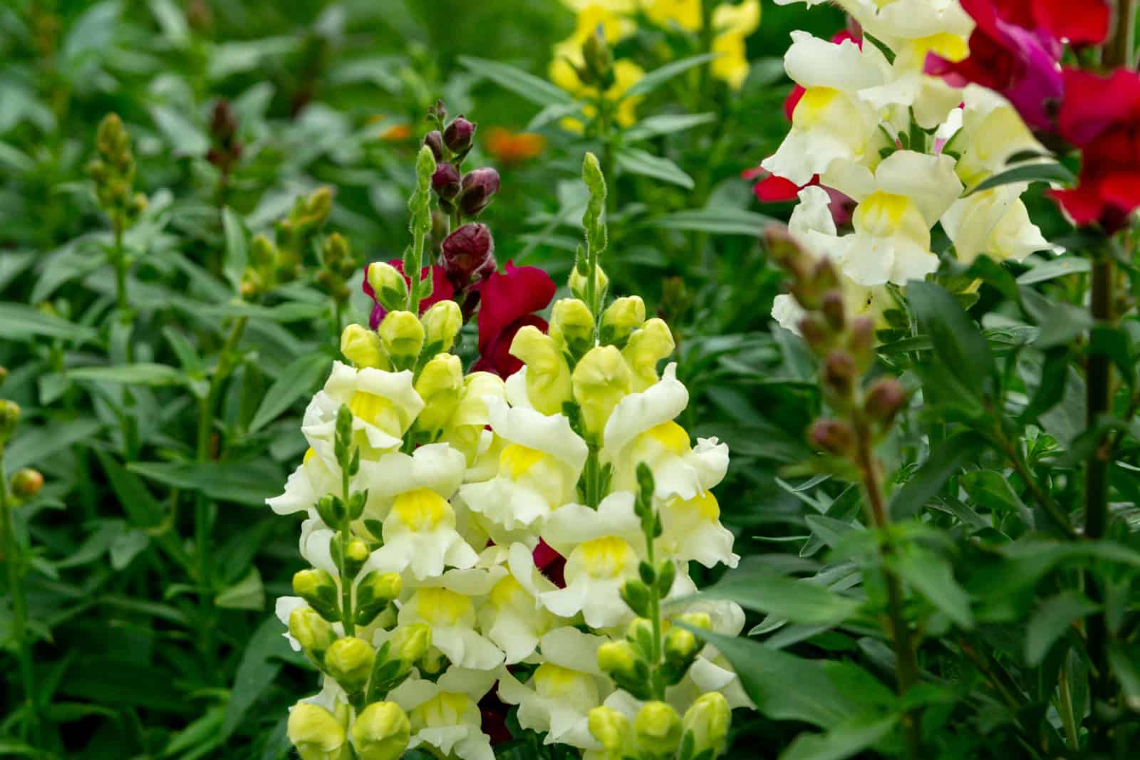 Scarlet and pale yellow snapdragon flowers in the summer garden