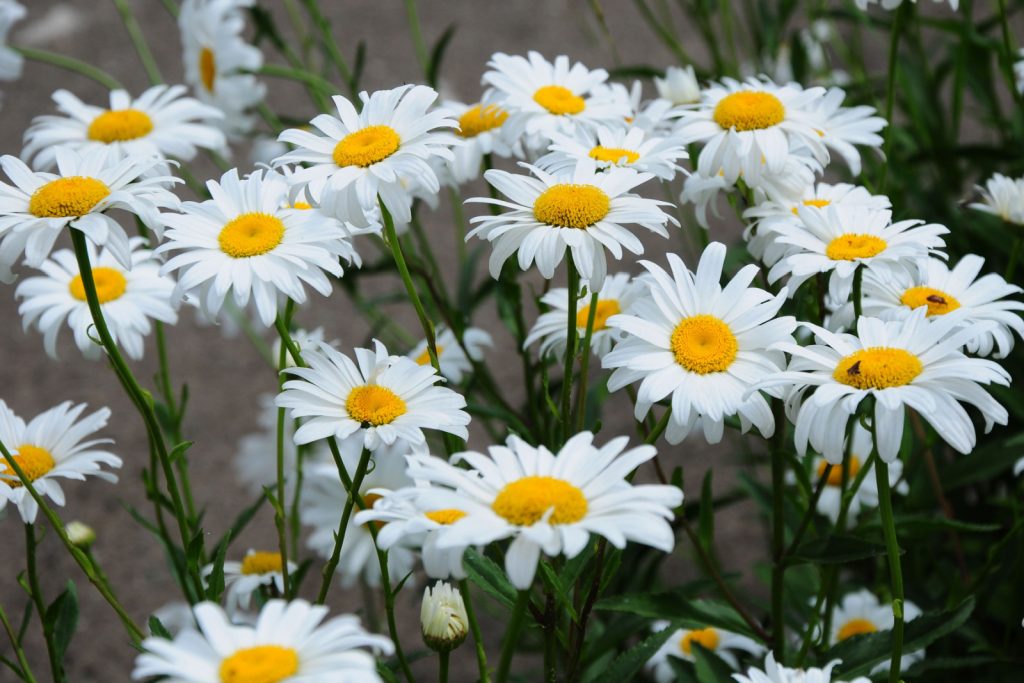 Shasta Daisy flowers