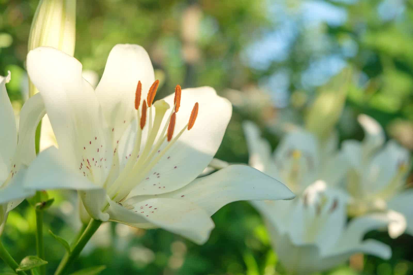 Shrub of white lily, a companion plant for roses