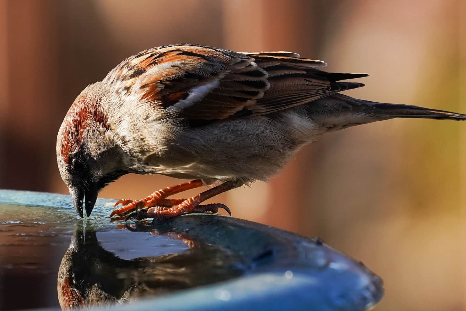 Sparrow checks its reflection in an icy fountain